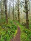 Washington State, Cascades. Mount Baker Snoqualmie NF, Forest trail with moss and fern understory Art Print